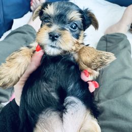 Yorkshire Terrier Puppies from Rosey’s Yorkies