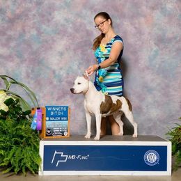 Roxie - American Staffordshire Terrier