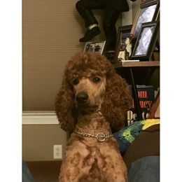 Poodle Puppies from Prissy Pants Poodles LLC