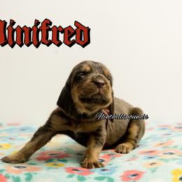 Winifred - Liver and tan female Bloodhound puppy in Wamego, Kansas from Flint Hills Hounds