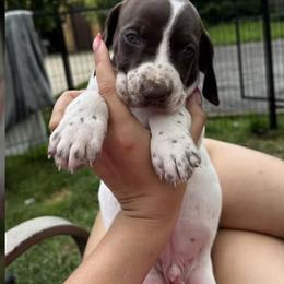 German Shorthaired Pointers and Pembroke Welsh Corgis from Rita's German Shorthaired Pointers & Pembroke Welsh Corgis