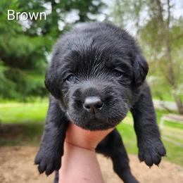Tan collar - Black male Labrador Retriever puppy in Mossyrock, Washington from White River Labradors
