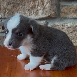 GREEN - Blue male Pembroke Welsh Corgi puppy in Guilford, Indiana from Manning Family Farm