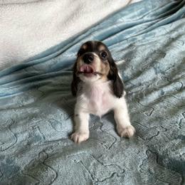 Riley (Maple-Boy 2) - Black and cream male Dachshund puppy in Wolf Lake, Indiana from Canisteo Dachshunds