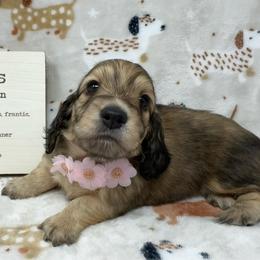 Lark - Cream female Dachshund puppy in Pulaski, Tennessee from Billboard Doxies
