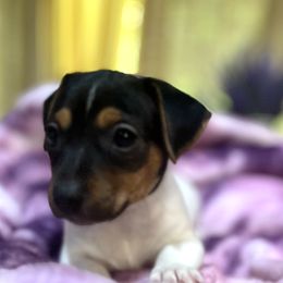 Border Collie and Jack Russell Terrier Puppies from CP FARMS BORDER COLLIES N JACKS CORP