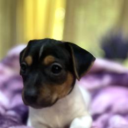 Border Collie and Jack Russell Terrier Puppies from CP FARMS BORDER COLLIES N JACKS CORP