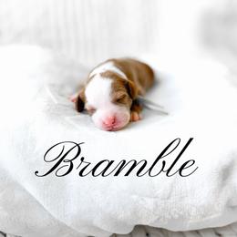 Bramble - Red  male Goldendoodle puppy in Springville, Utah from Happy Doodle