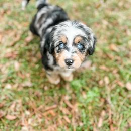 Aussiedoodle and Bernedoodle Puppies from Steindoodles