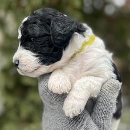Birch - Parti male Goldendoodle puppy in Lancaster, Pennsylvania from Doodles in the Skye