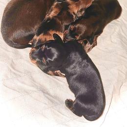 Dachshund Puppies from EntityDachs