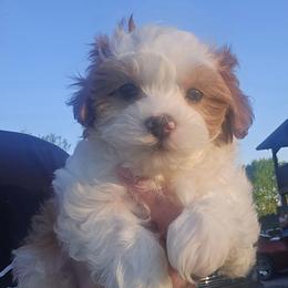 Cabot - Parti male Maltipoo puppy in Lebanon, Kentucky from Mosaic Merle Doodles