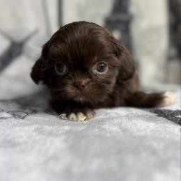 Jane porter - Chocolate female Shih Tzu puppy in Las Vegas, Nevada from Vegas Shih Tzus