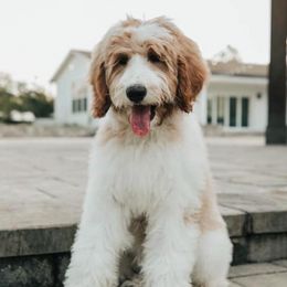 Goldendoodles from First Coast Goldendoodles