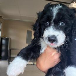 Orange boy - Black and white male Aussiedoodle puppy in Nacogdoches, Texas from Glo’s Aussiedoodles