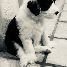 Old English Sheepdog Puppies from Ridgeruns OES