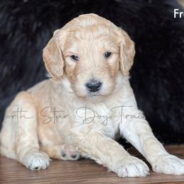 FRANK - Cream Goldendoodle puppy in Lancaster, Minnesota from North Star Dog Training