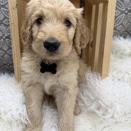 Brooks - Apricot male Goldendoodle puppy in Boise, Idaho from Goldendoodle Baby