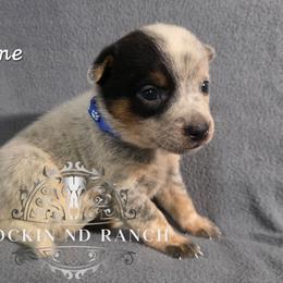 Jane - Blue female Australian Cattle Dog puppy in Silsbee, Texas from Rockin ND Ranch
