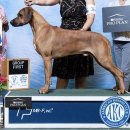 Rhodesian Ridgebacks from Hickory Hives