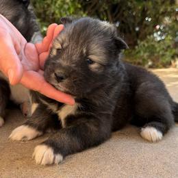 Blue - Sable and white male Siberian Husky puppy in Virginia Beach, Virginia from Fly Siberian