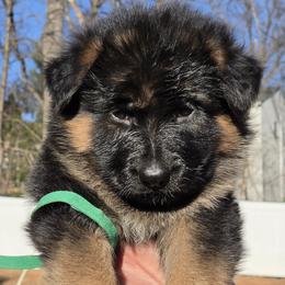 German Shepherd Puppies from Hamza Chaudhary