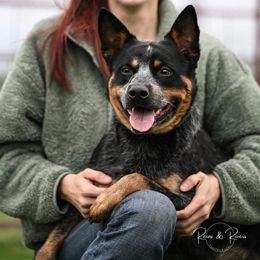 Dutton - Australian Cattle Dog