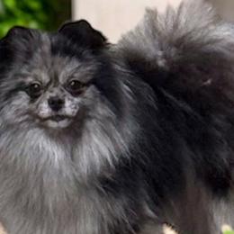 Baloo - Pomeranian