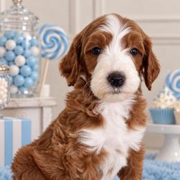 Ike - Red  male Goldendoodle puppy in Yuciapa, California from AlltheDoodlez_