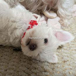 AKC red collar - White female Miniature Schnauzer puppy in Greencastle, Indiana from Tiny Tushy Lodge