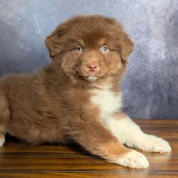 Valentino - Red tri-color male Australian Shepherd puppy in Fultonville, New York from Sandy Aussies, Mini Dachshunds & Pomeranians