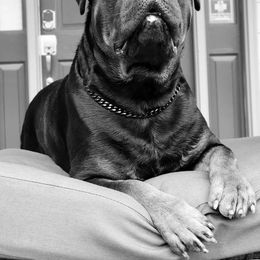 Ciroc - Rottweiler