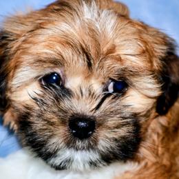 Lhasa Apso puppies from Luv-N-Laughter Lhasa Apsos