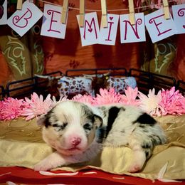 Pembroke Welsh Corgi Puppies from Weatherby’s Corgis