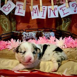 Pembroke Welsh Corgi Puppies from Weatherby’s Corgis