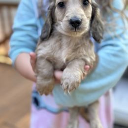 Boy 4 - Cream male Dachshund puppy in Rio, Wisconsin from 3k Corgis and Miniature Dachshunds