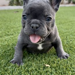 Blue girl - Blue female French Bulldog puppy in Gilbert, Arizona from Gilbert Puppies
