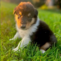 Flag - Black white and tan male Collie puppy in Waterville, Iowa from Lisa’s Lassies