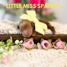 Girl 1 - Red  female Goldendoodle puppy in Anderson, South Carolina from Brinkerhoff Doodle Farm