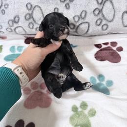 Juniper - Black female Cockapoo puppy in Clarks Summit, Pennsylvania from M&M Cockapoos