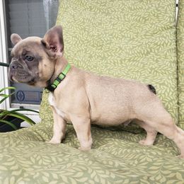 French Bulldog Puppies from LA_Texas Frenchie's