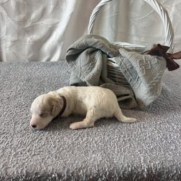 Tan Collar Male - Parti male Goldendoodle puppy in Bradenton, Florida from Suncoast Goldendoodles
