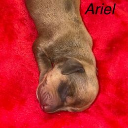 Ariel - Fawn (isabella) and cream female Dachshund puppy in Lexington, Oklahoma from BooneDox Miniature Dachshunds