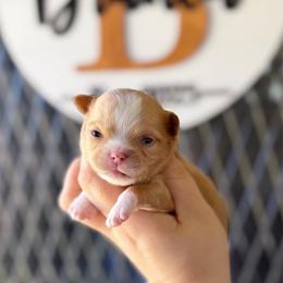 Brock - Red and white male Chihuahua puppy in Harrison, Michigan from Cloud9 Chihuahuas