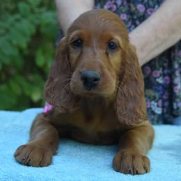 Irish Setter puppies from Avon Farm