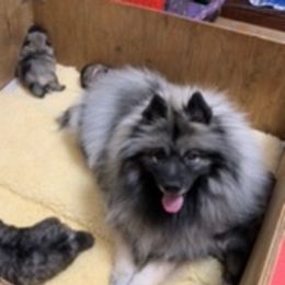 Keeshond Puppies from Kathy Dodge