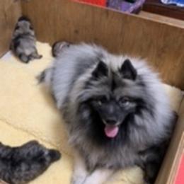 Keeshond Puppies from Kathy Dodge