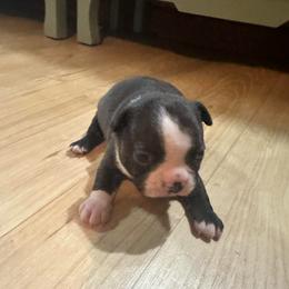 Boy 4 - Black brindle and white male Boston Terrier puppy in Brookville, Ohio from Best Friend Bostons