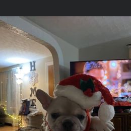 French Bulldog Puppies from Heartfelt Kennels