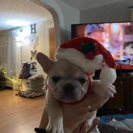 French Bulldog Puppies from Heartfelt Kennels